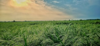Wide shot of a vast sugarcane plantation stretching towards the horizon at sunset