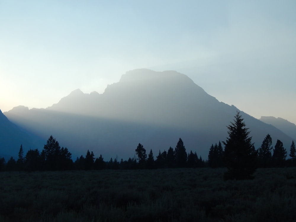 a grassy field with trees and a mountain in the background