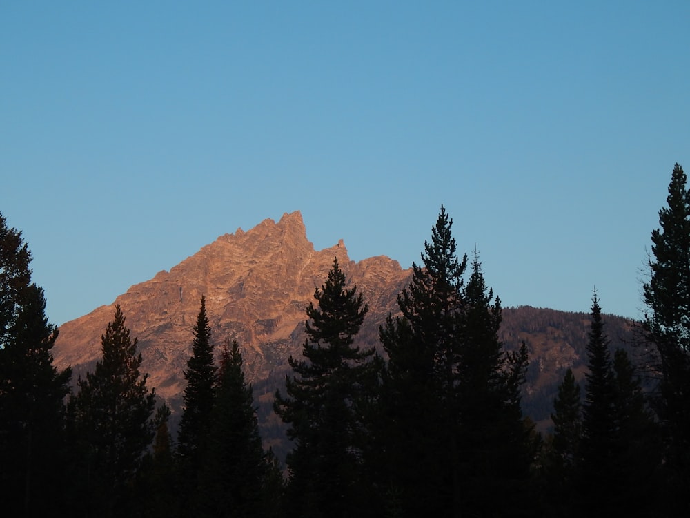 a group of trees in front of a mountain