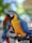 A brightly colored parrot with vivid blue and yellow feathers perched on a metal bar. The bird's black and white facial markings are distinctive, and its beak is large and curved. Another parrot with red and green plumage is visible in the background.