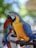 A brightly colored parrot with vivid blue and yellow feathers perched on a metal bar. The bird's black and white facial markings are distinctive, and its beak is large and curved. Another parrot with red and green plumage is visible in the background.