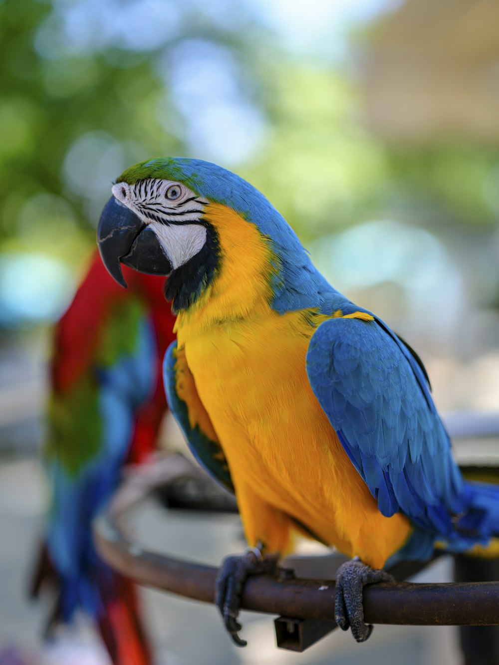 a couple of colorful birds on a branch