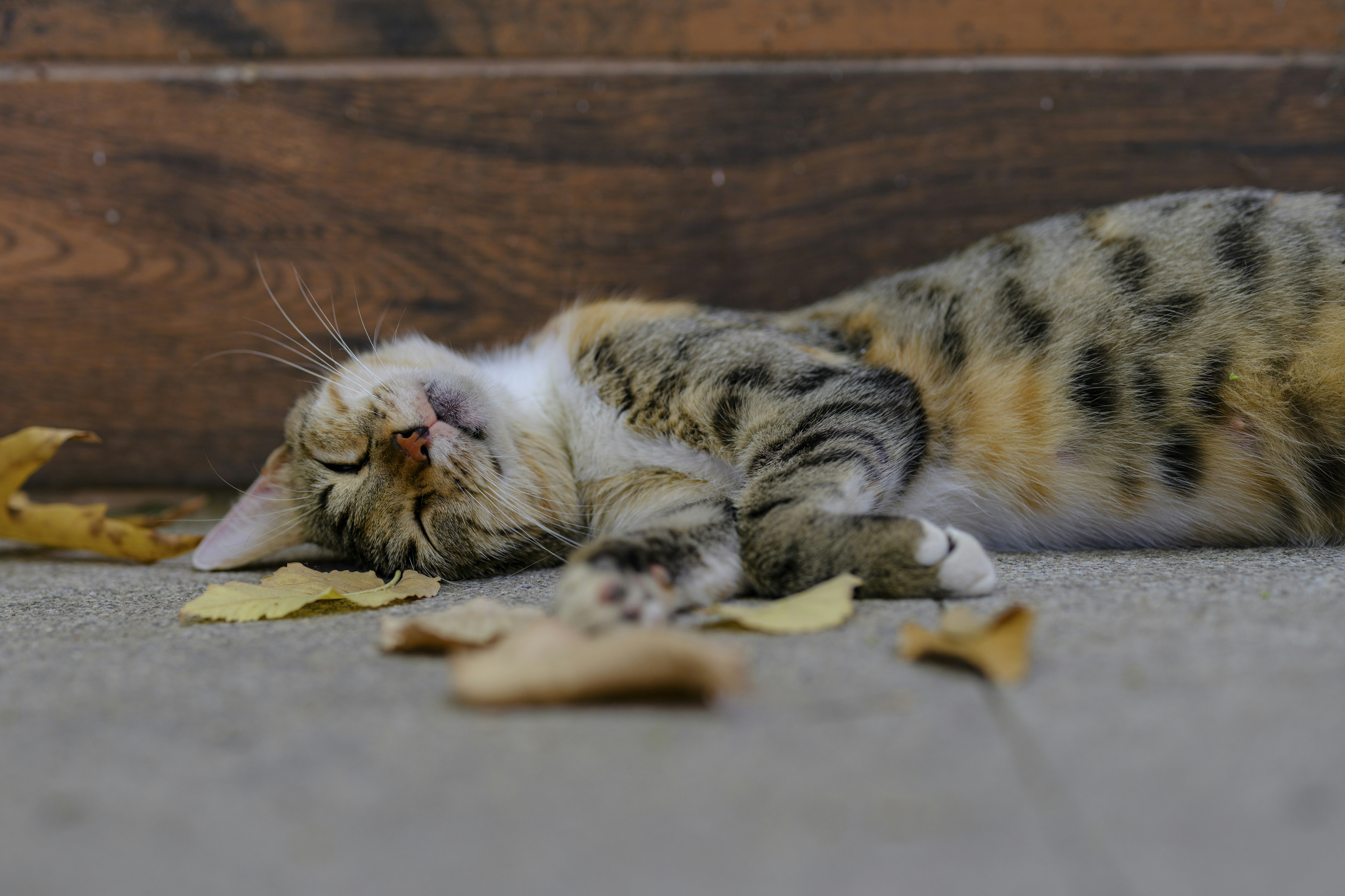 portrait of sleeping beautiful tabby cat
