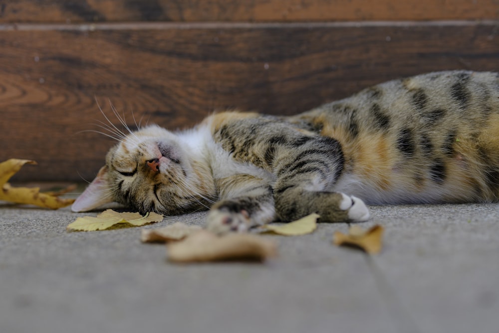 a cat lying on the ground