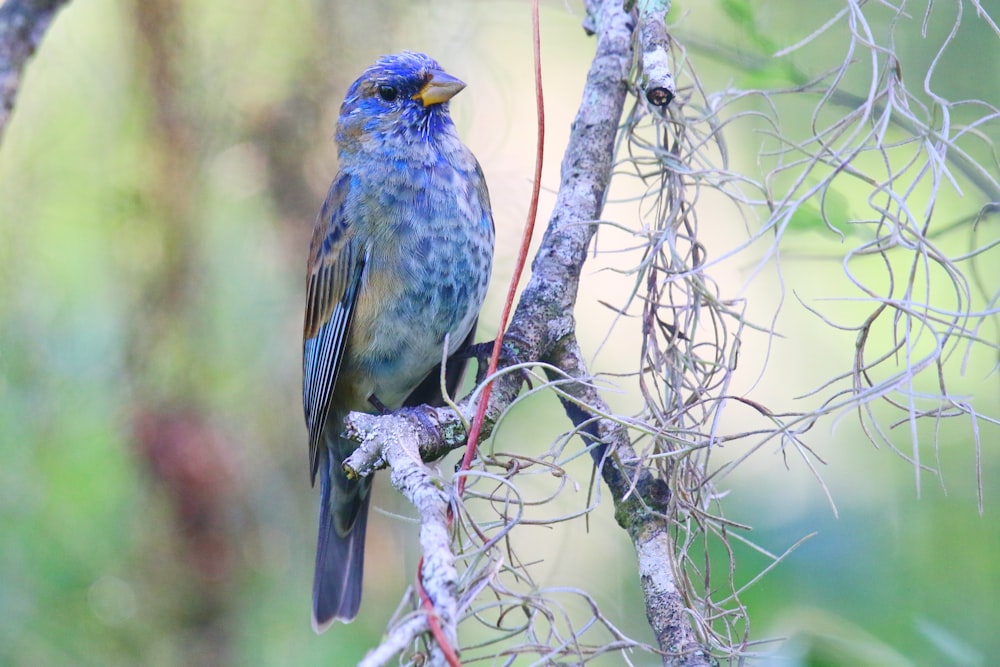 a bird perched on a branch