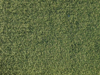 a close up of a field