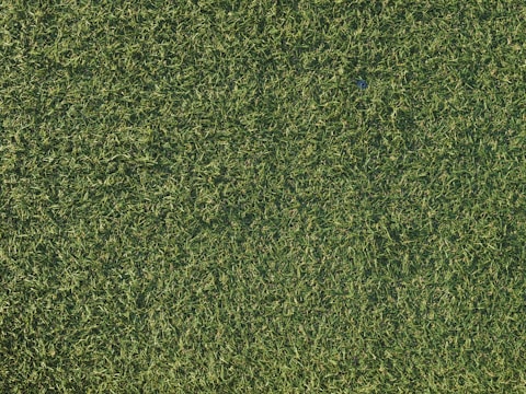 a close up of a field