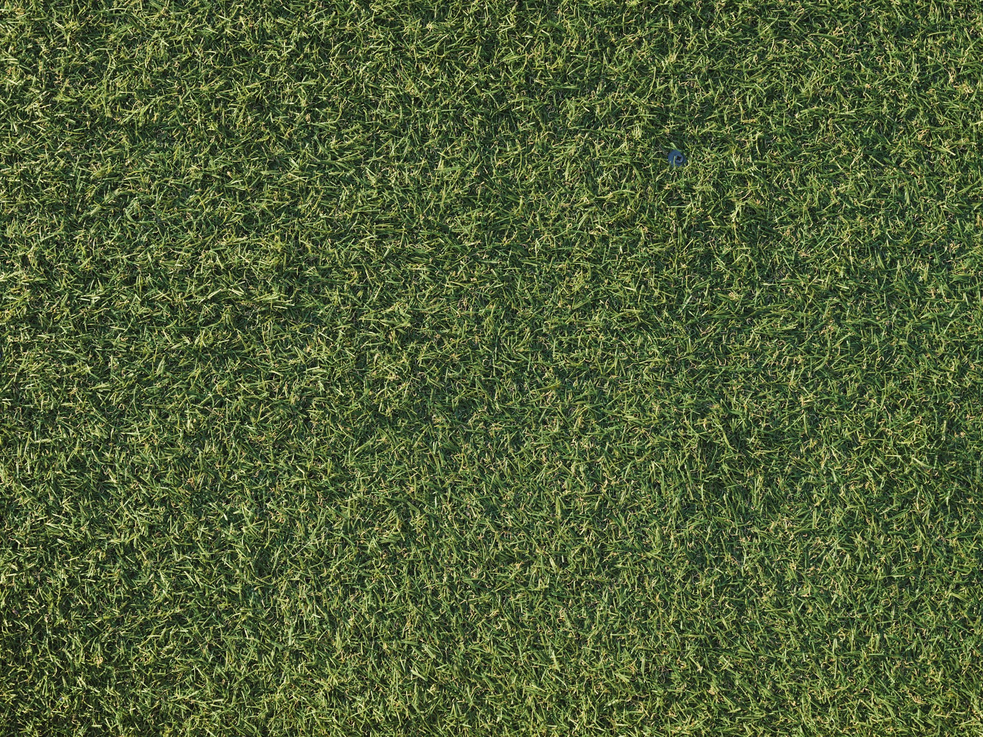 a close up of a field
