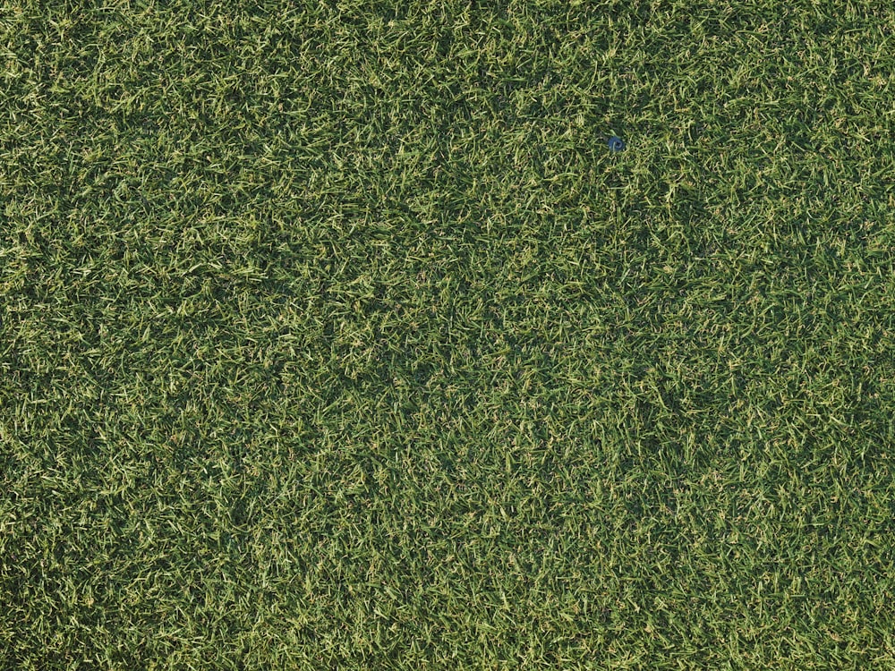 a close up of a field