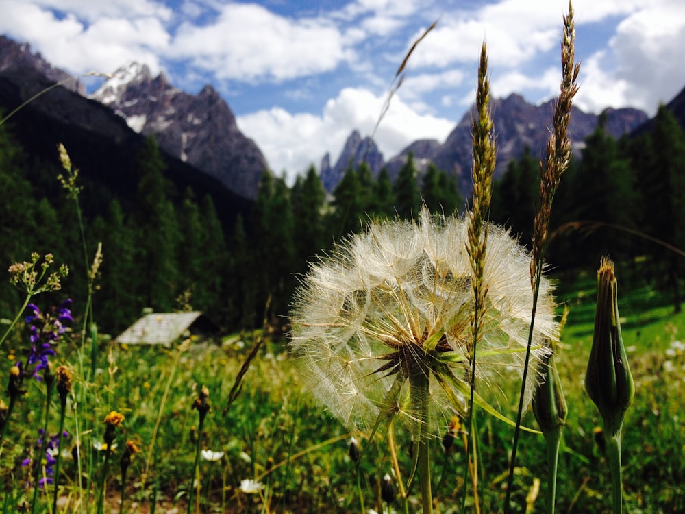 a field of flowers with mountains in the background