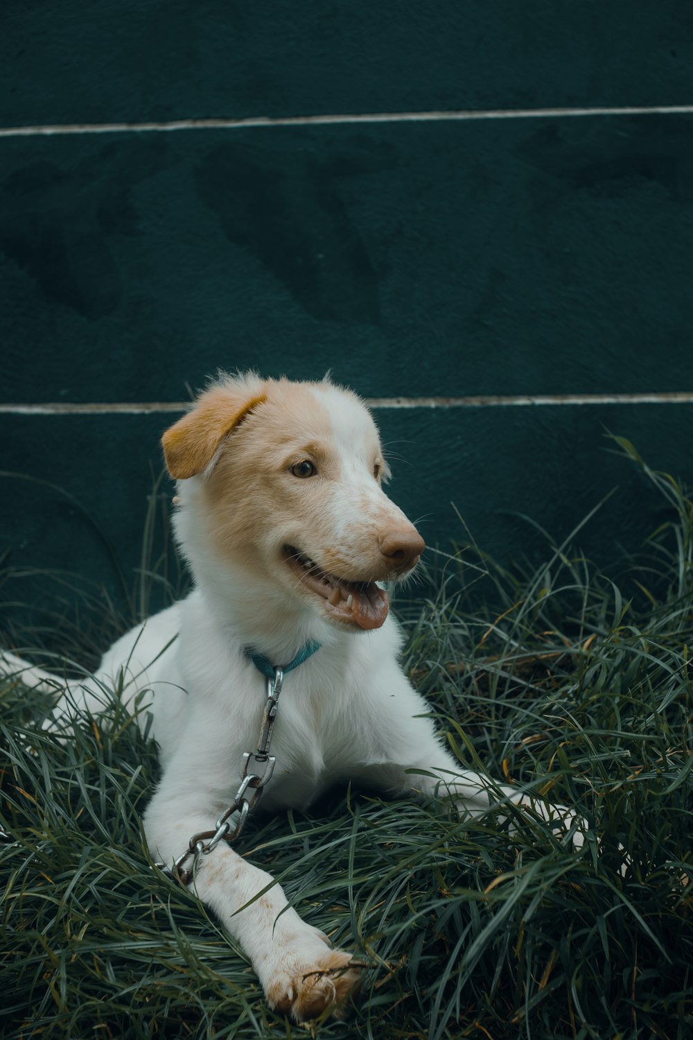 a dog on a leash sitting in the grass