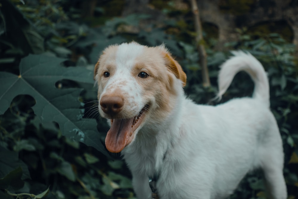 Un cane con la bocca aperta