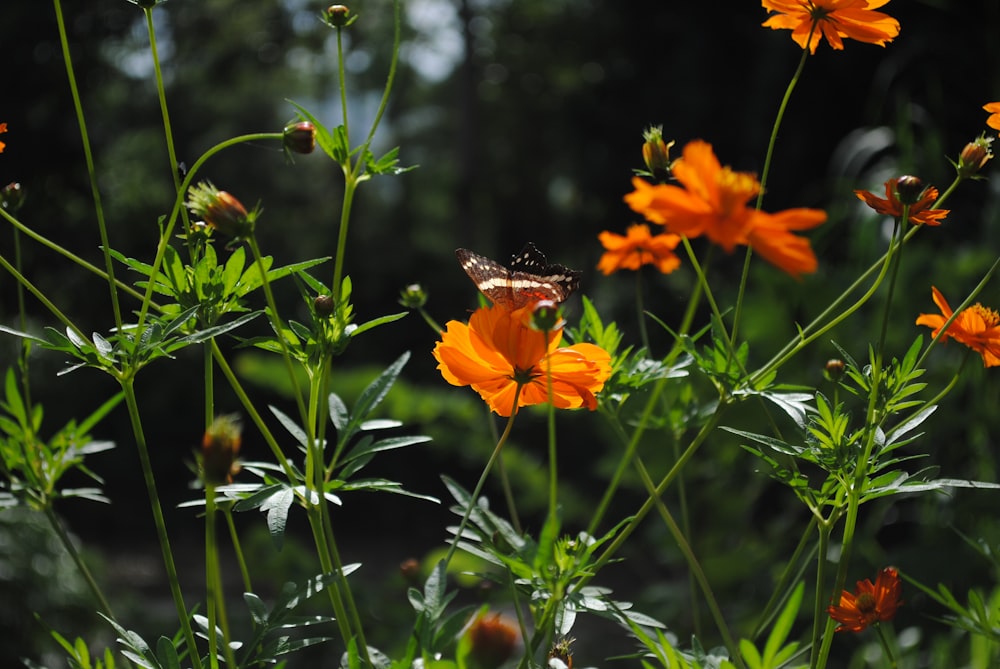 a butterfly on a flower