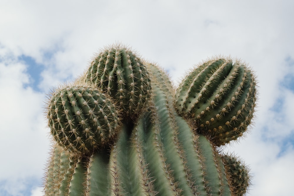 a close-up of a cactus