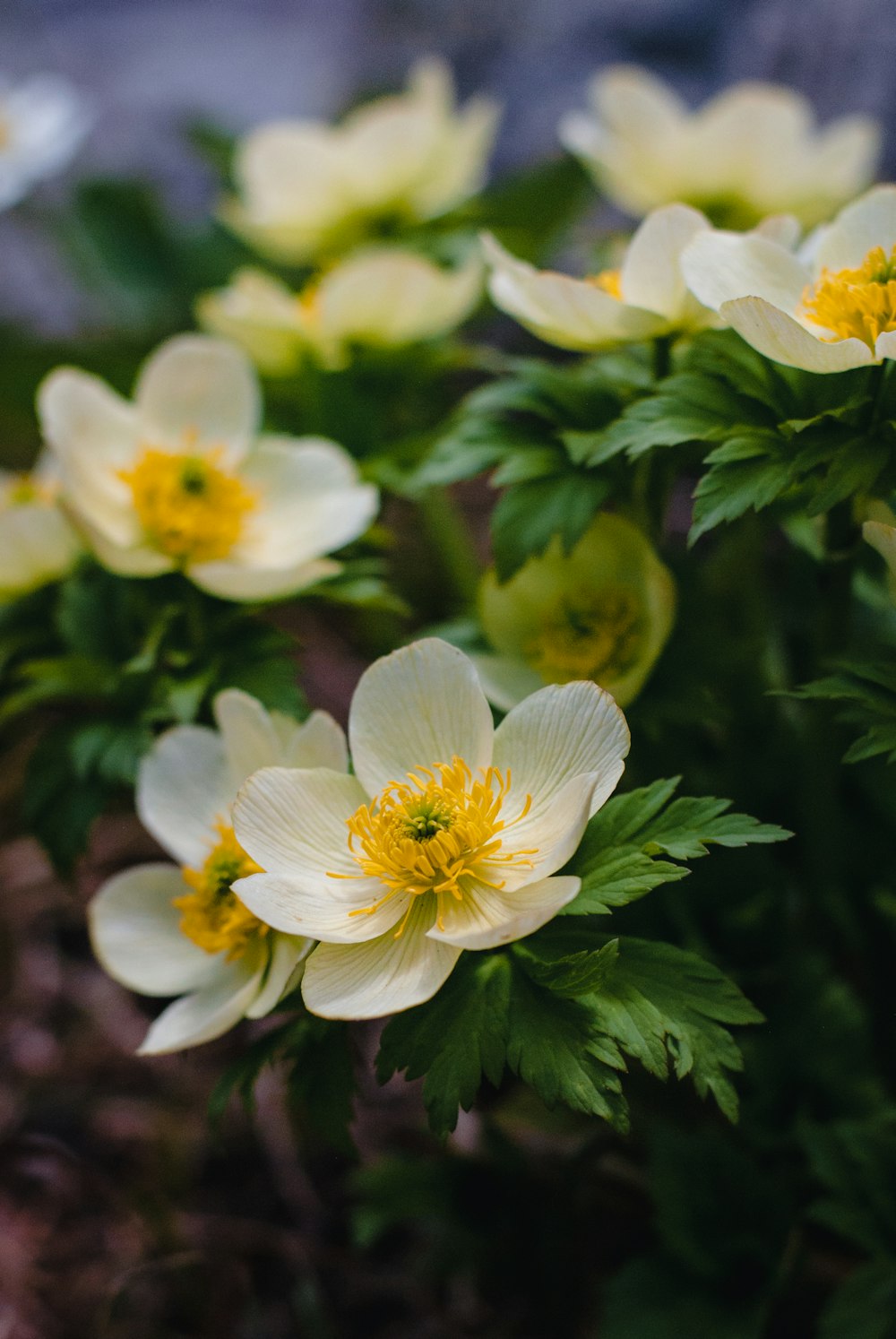 a group of white flowers