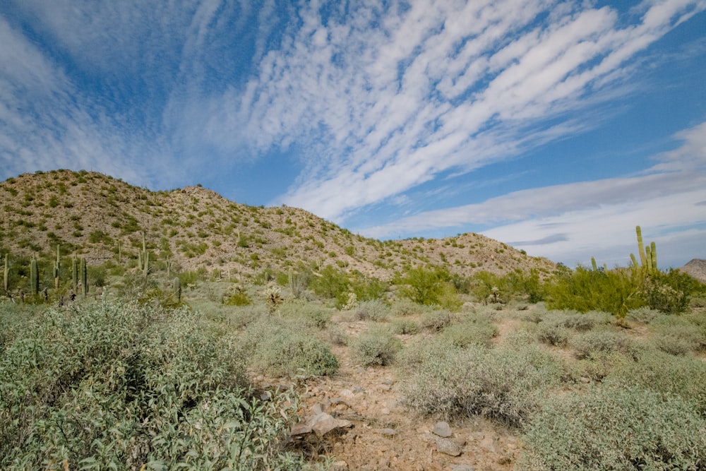 a grassy area with bushes and trees