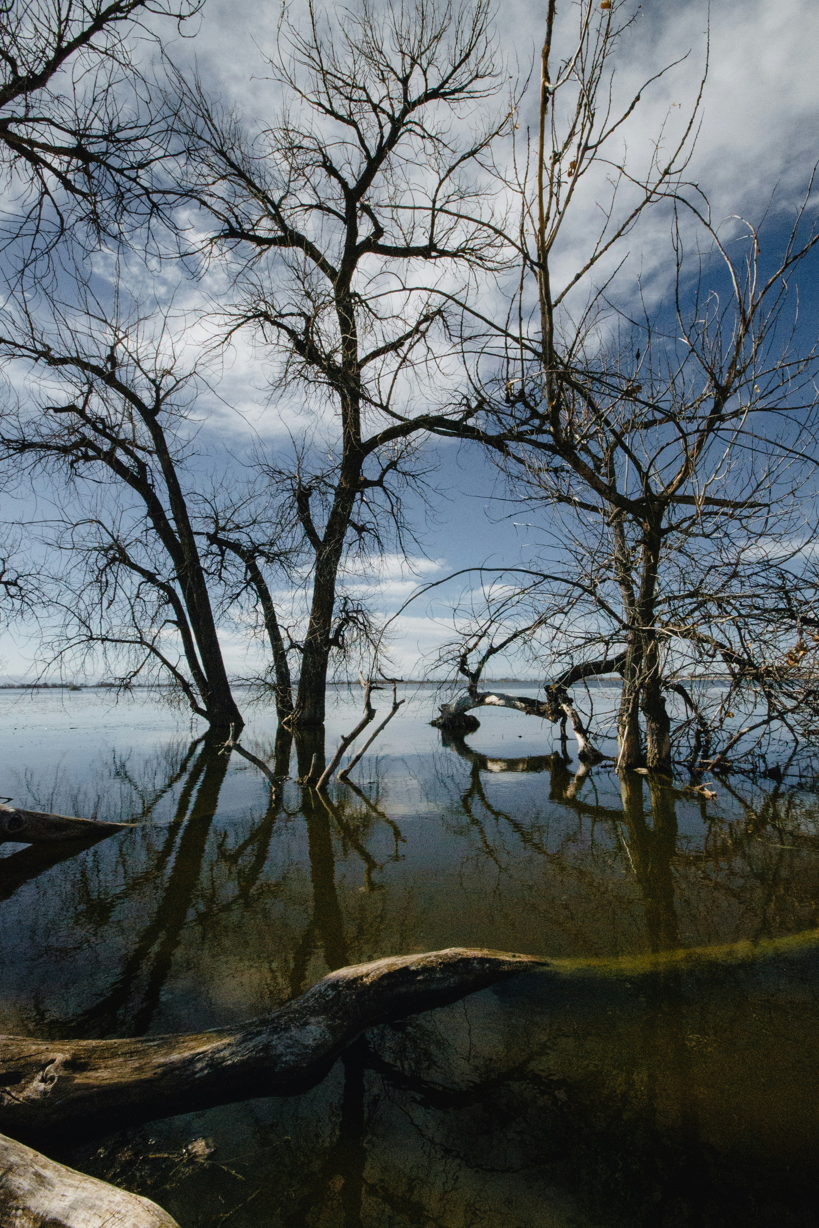 a body of water with trees around it