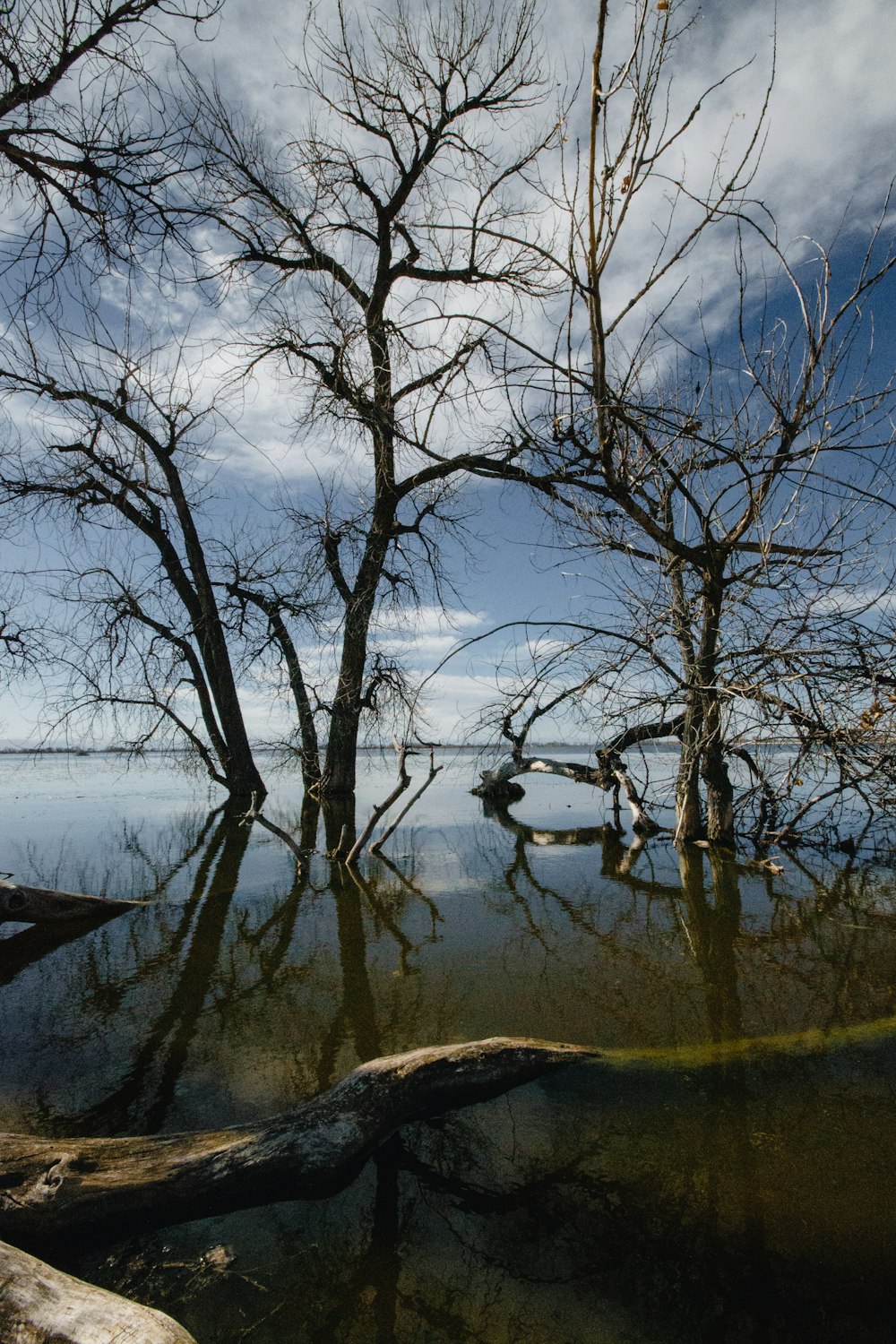 a body of water with trees around it