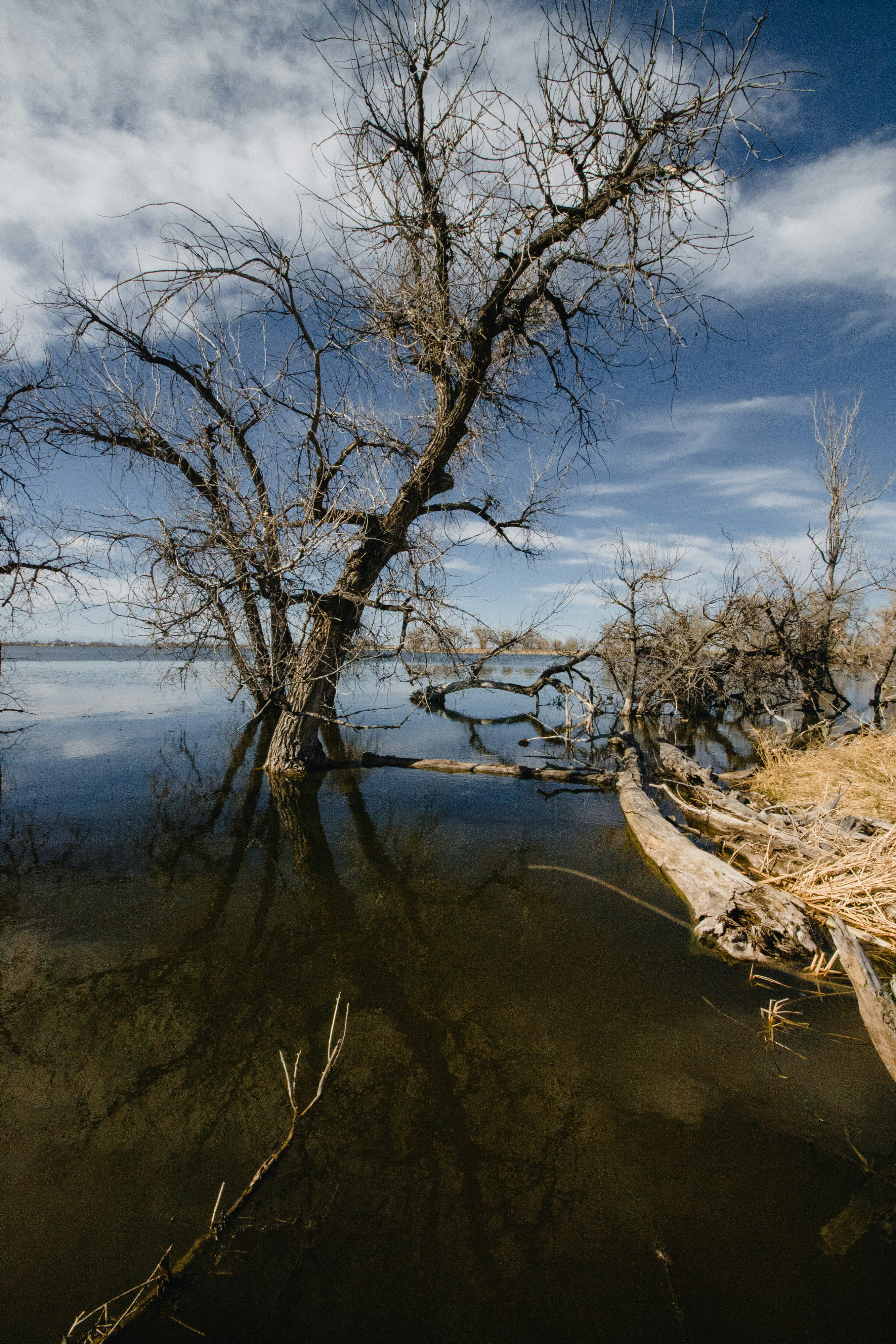 a river with trees on the side