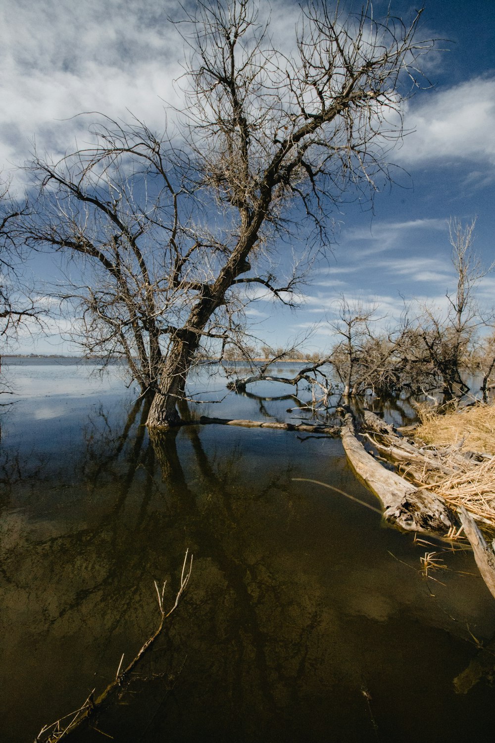 un río con árboles al lado