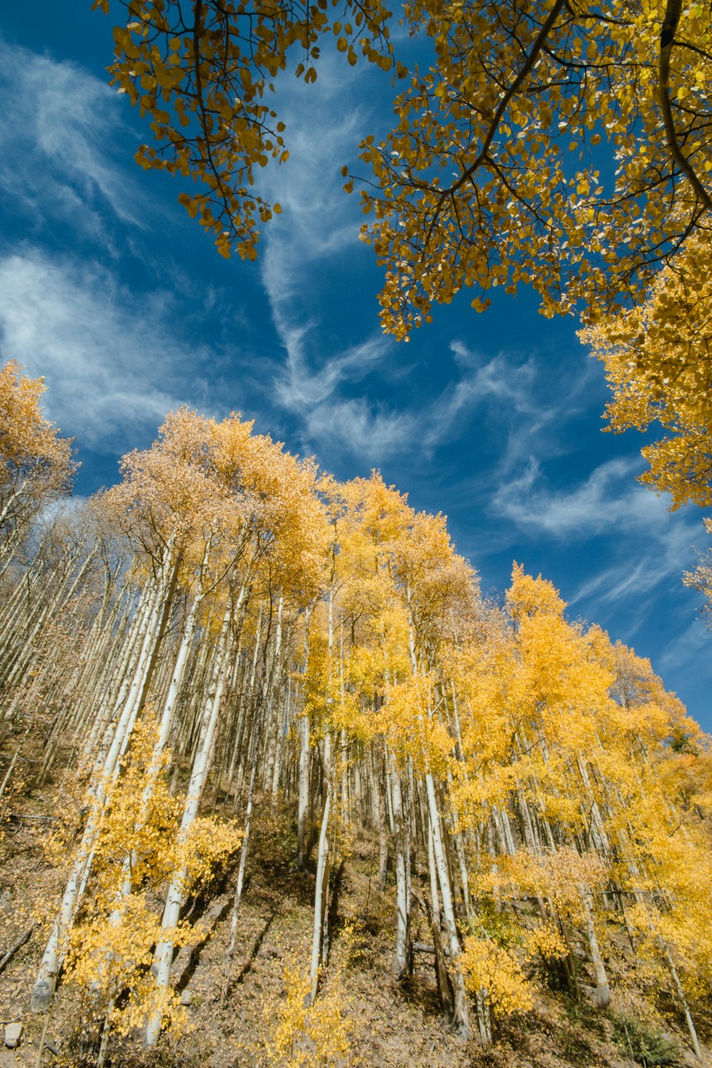 a tree in a forest