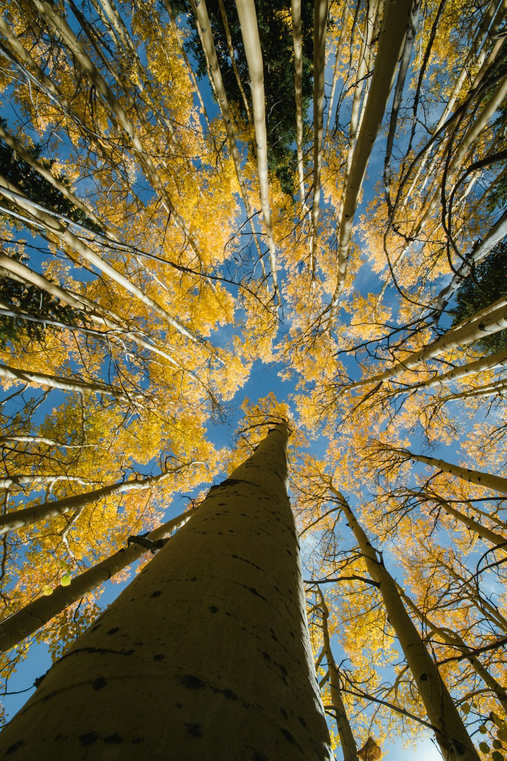 looking up at a tall tree with yellow leaves