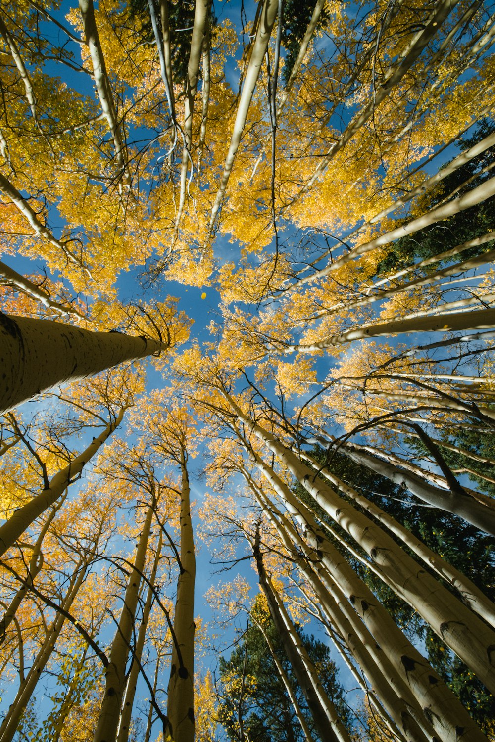 looking up at trees and blue sky