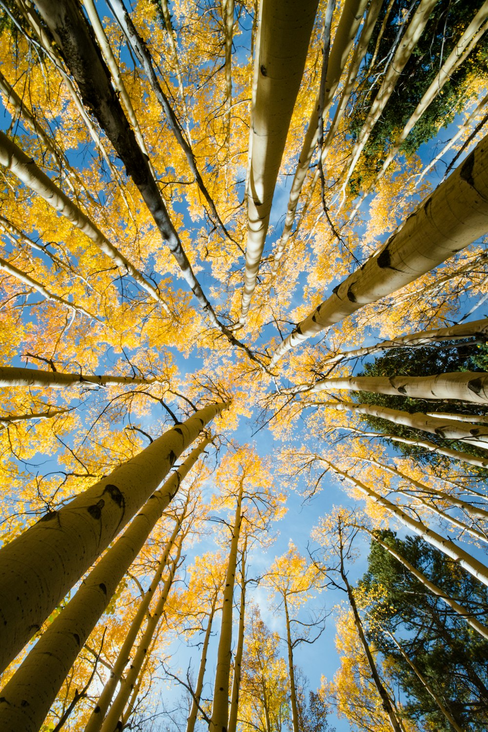 looking up at tall trees