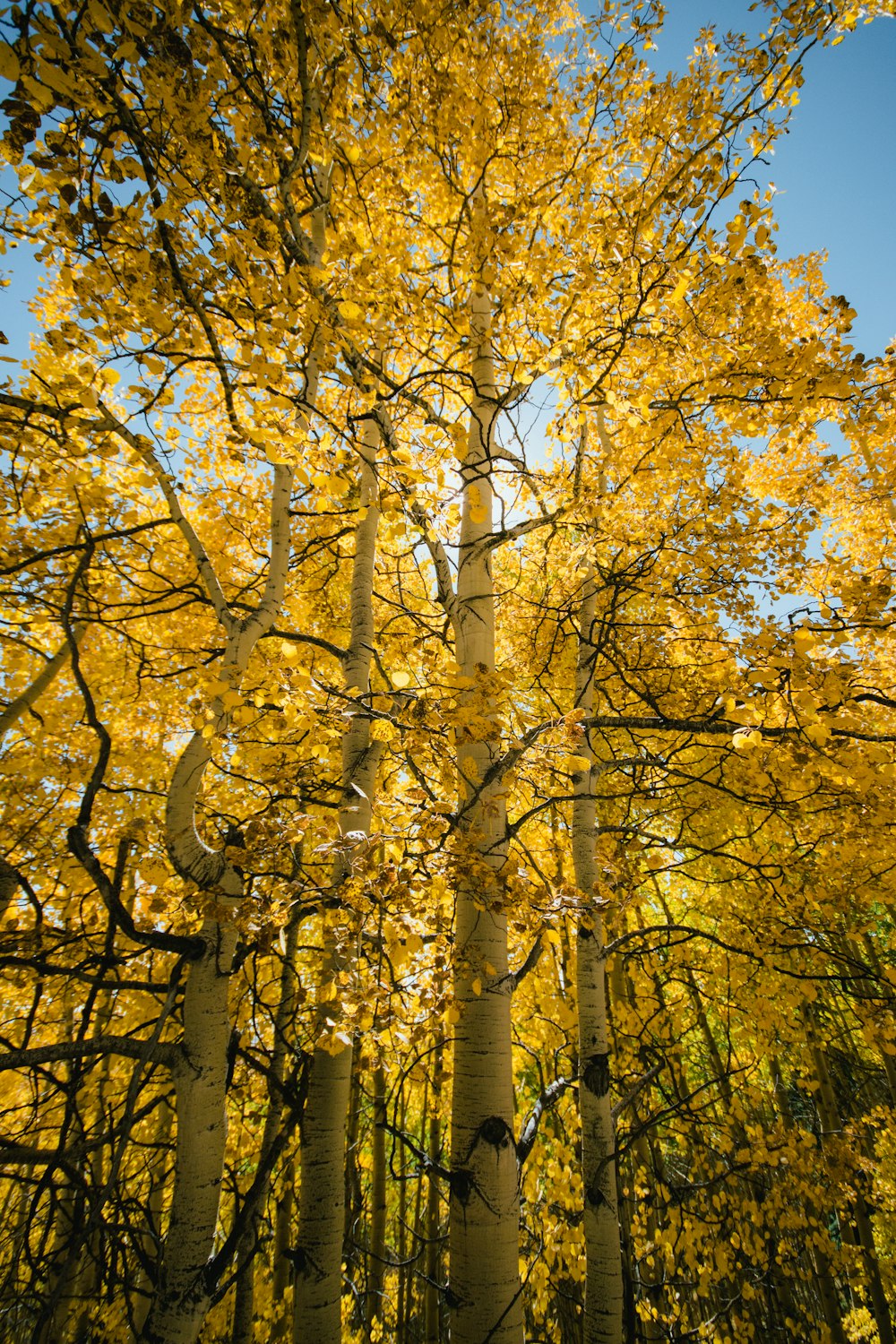 黄色い葉を持つ木のグループ