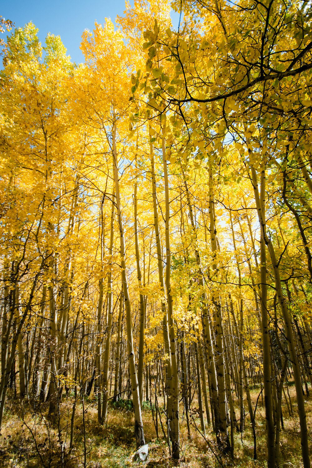 a group of trees with yellow leaves