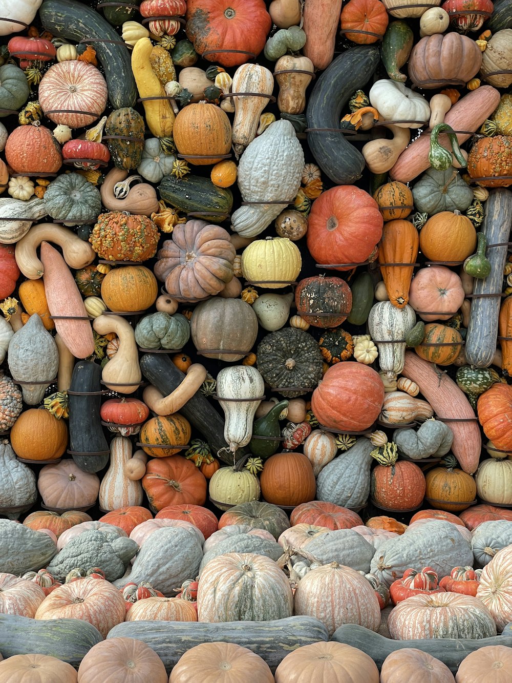 a pile of pumpkins