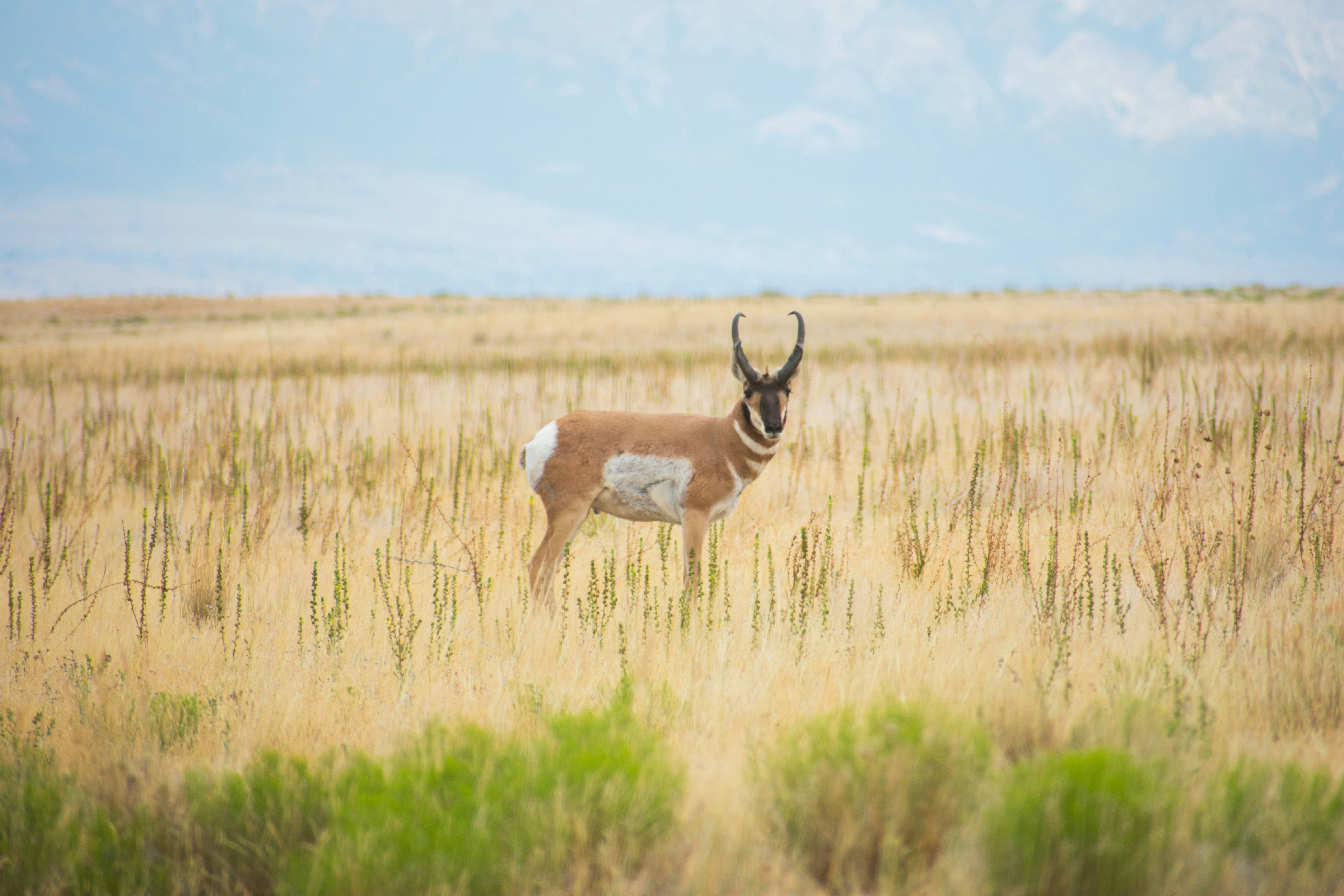a deer in a field