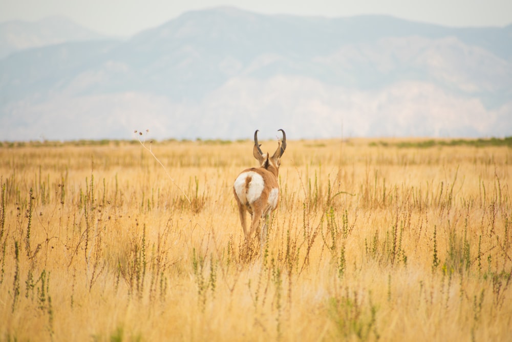 a deer in a field