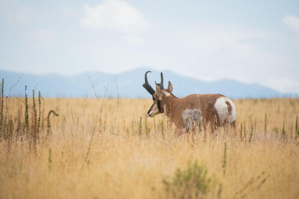 a horned animal in a field