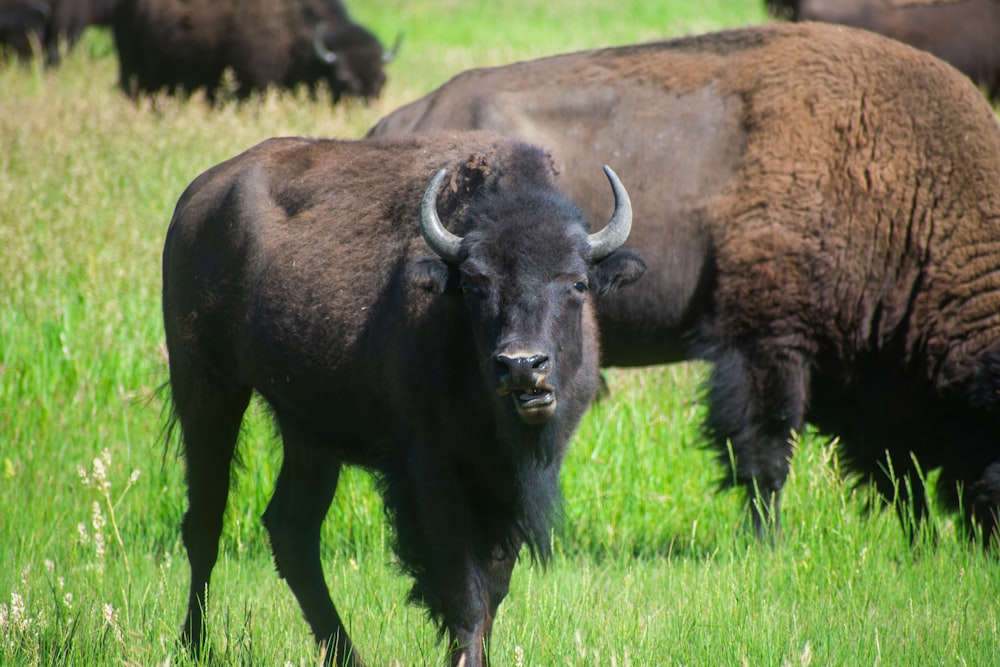 a group of buffalo in a field