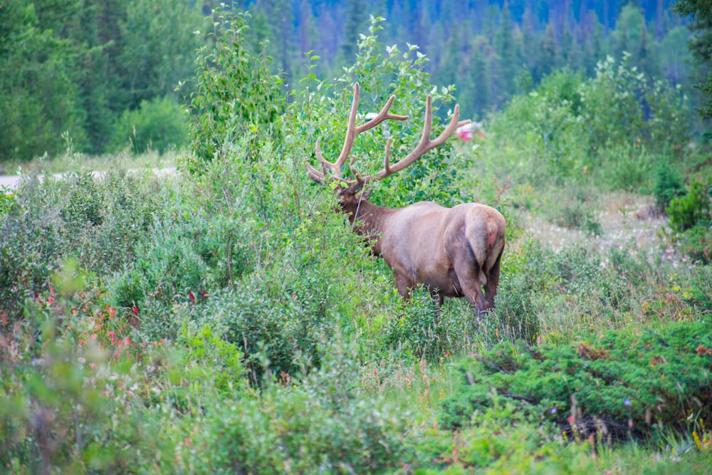 Un cerf avec des bois dans une forêt