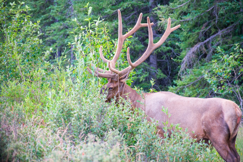 a moose with antlers in the woods