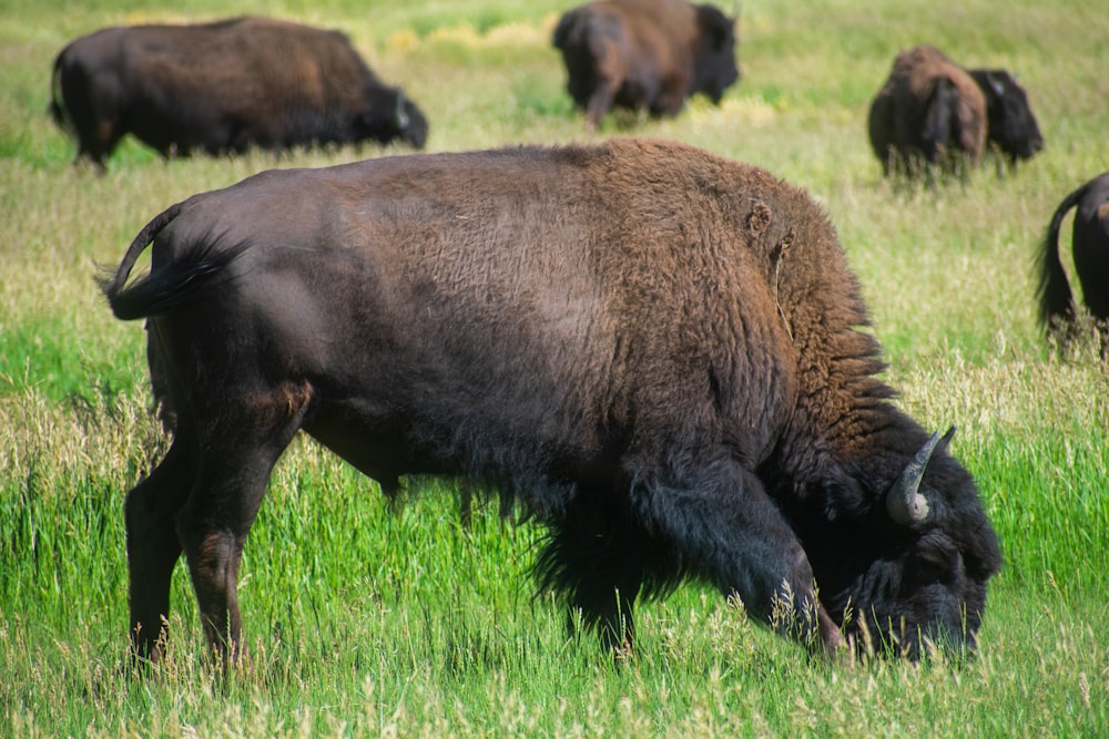 um grupo de búfalos em um campo