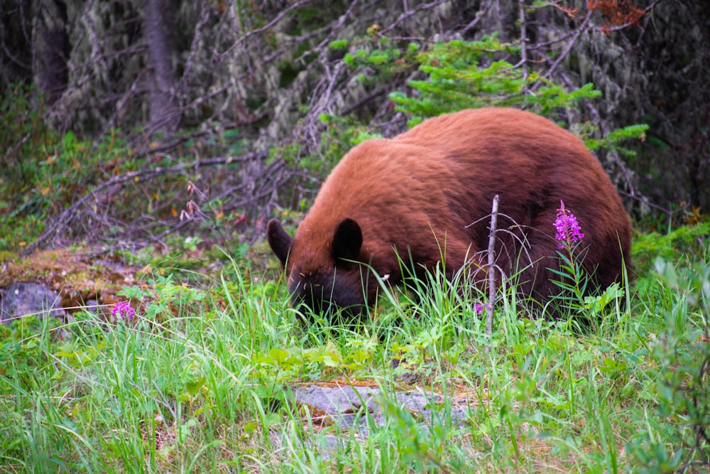 a bear in the grass