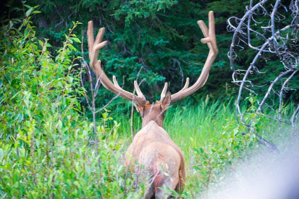 a moose with antlers in a forest