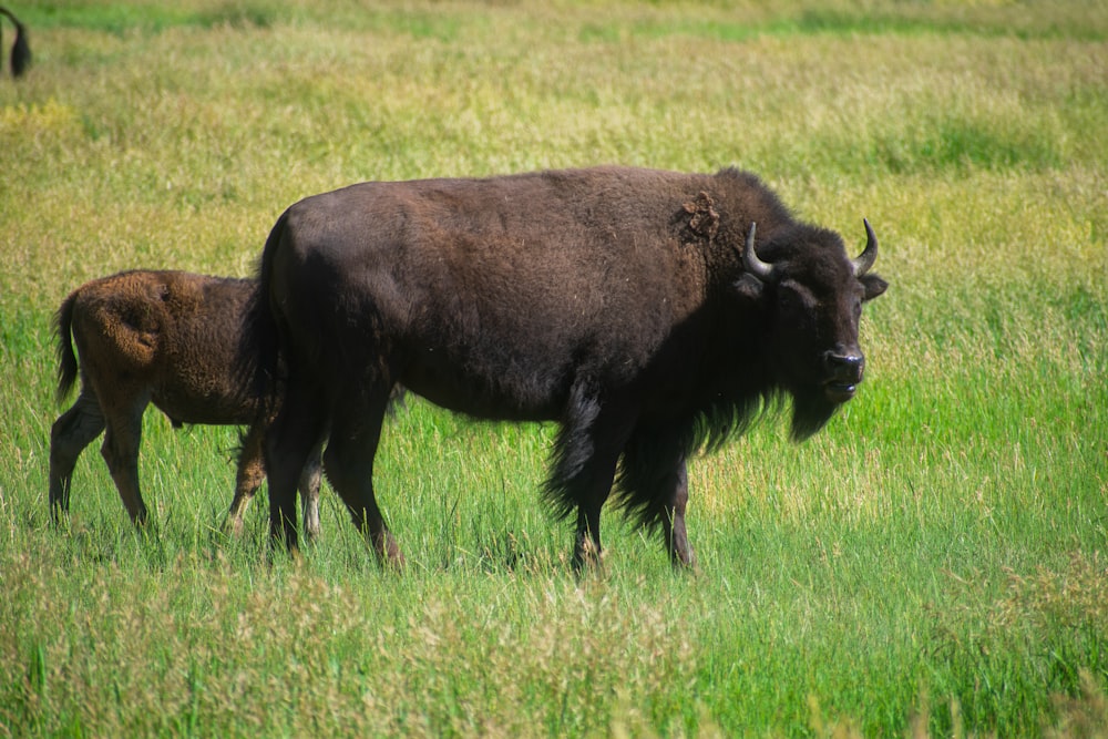 a group of buffalo in a field