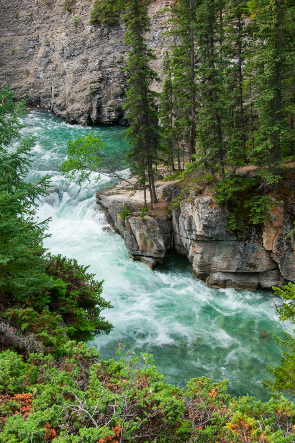 a river flowing through a forest