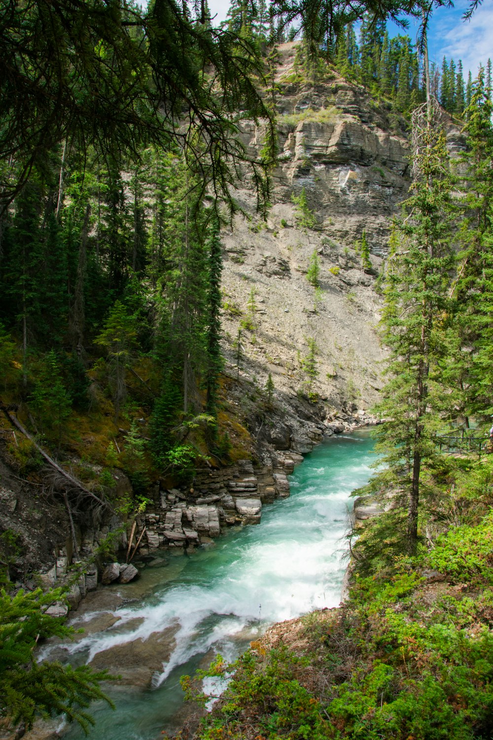 a river running through a forest