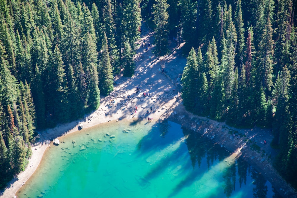 a large blue pool surrounded by trees