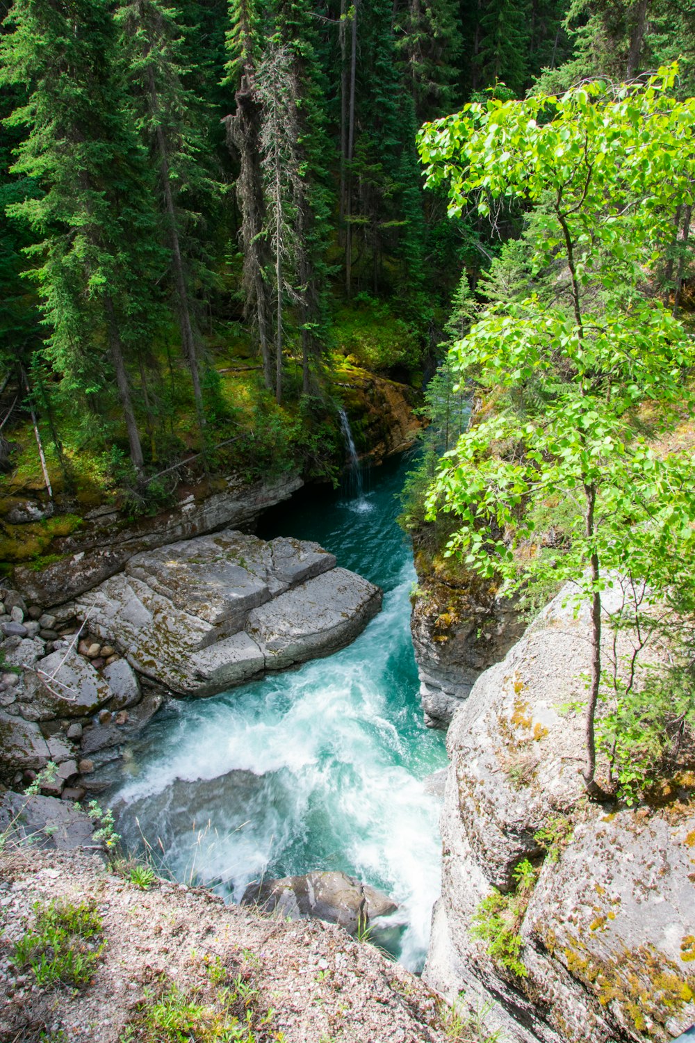 a river running through a forest