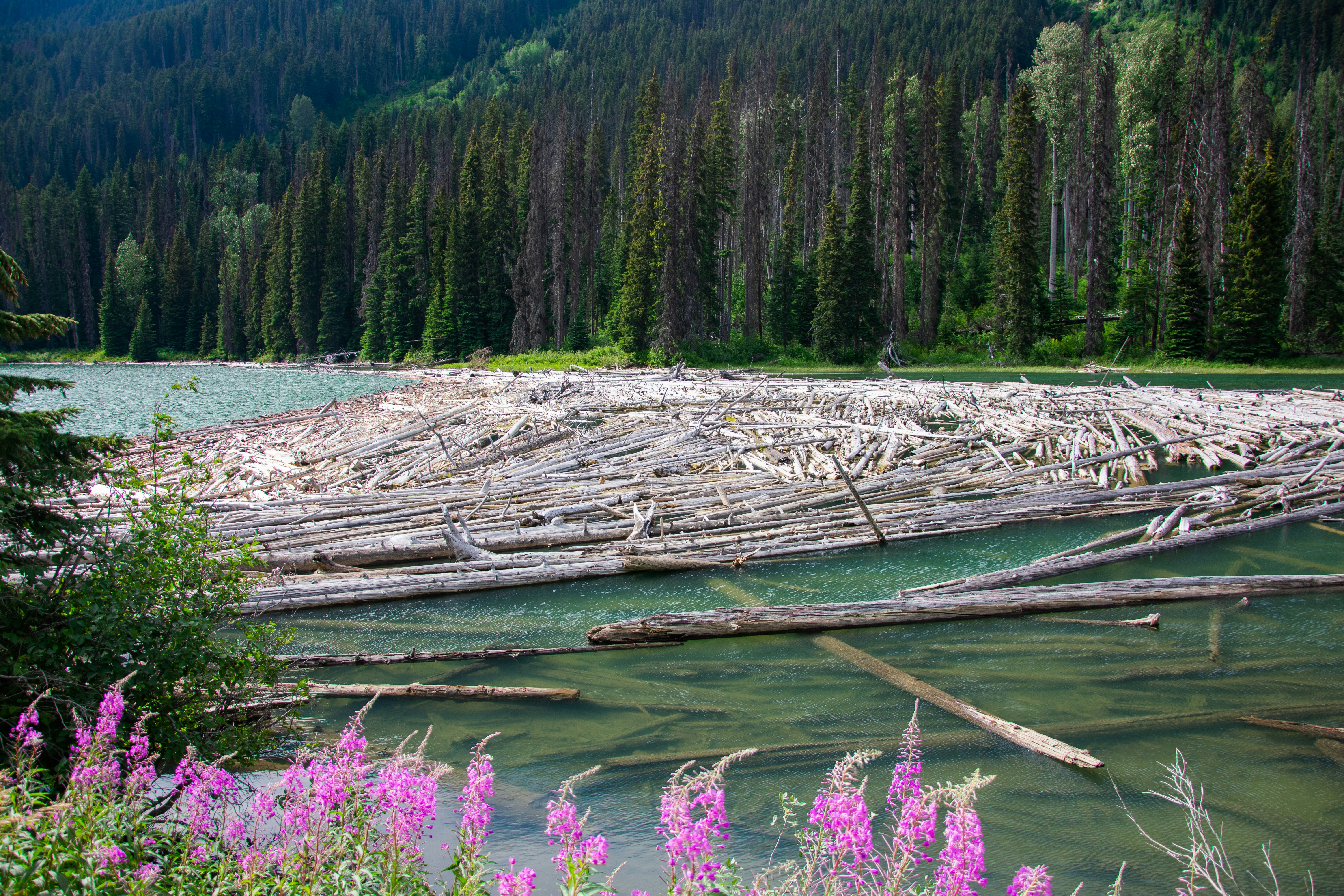 a group of logs in a field