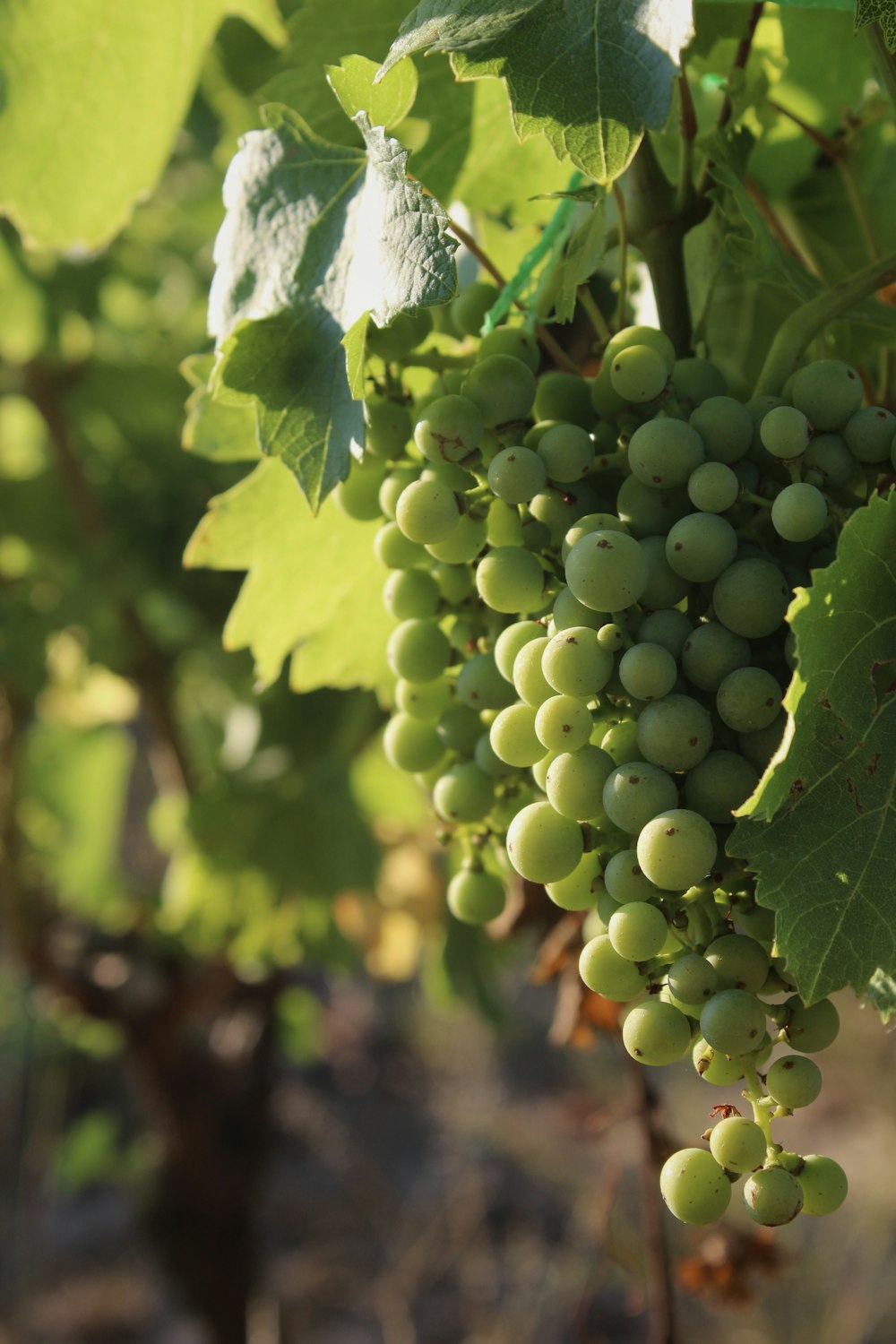 a bunch of green grapes on a vine