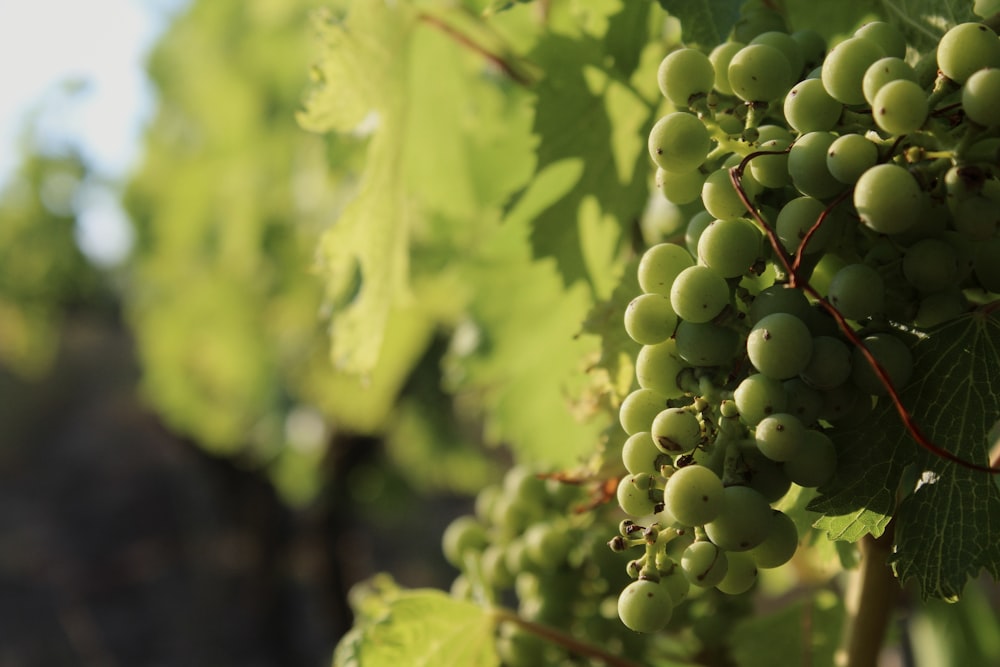 a bunch of green grapes