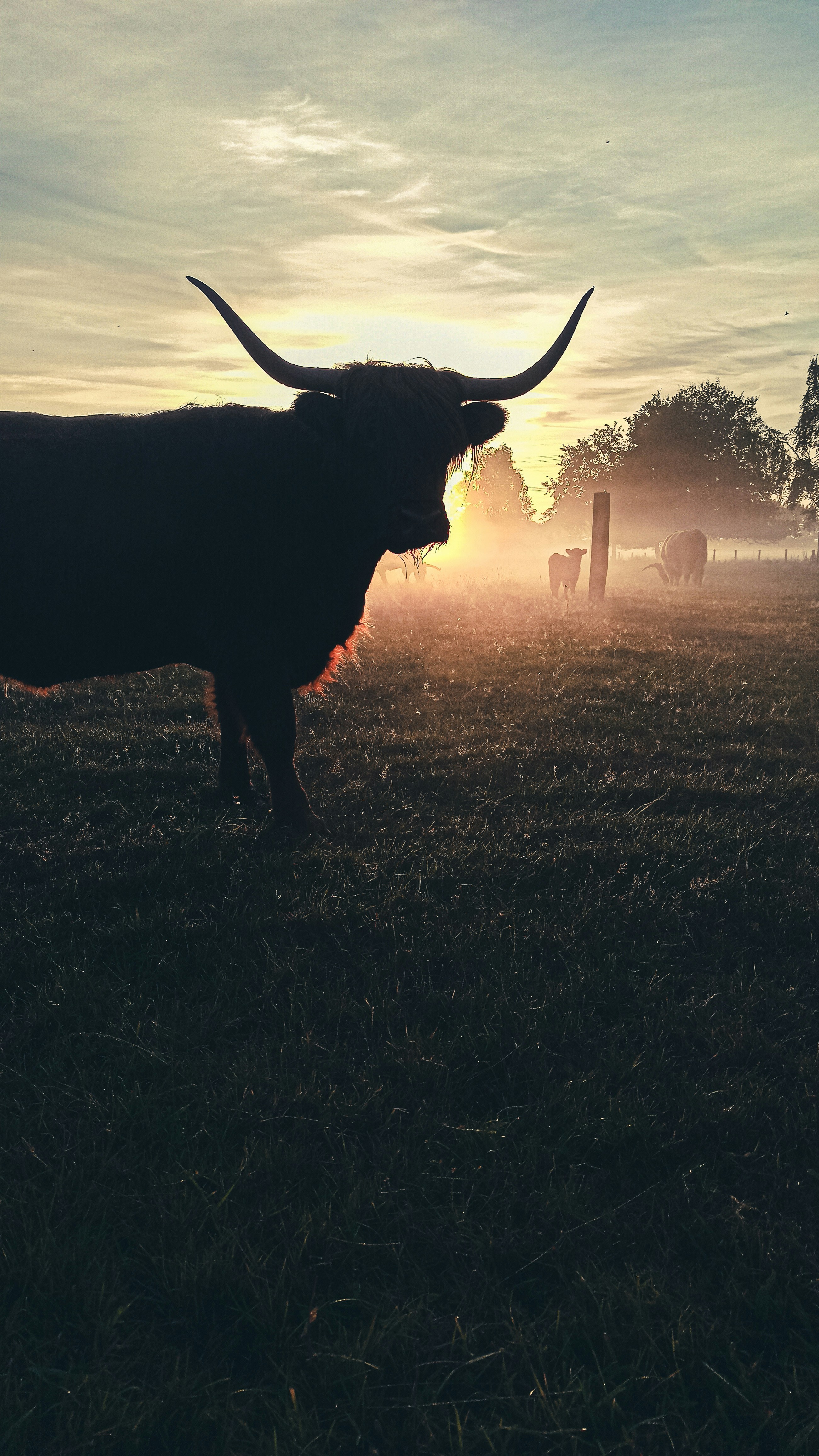 A cow standing in a field photo – Free Nederland Image on Unsplash