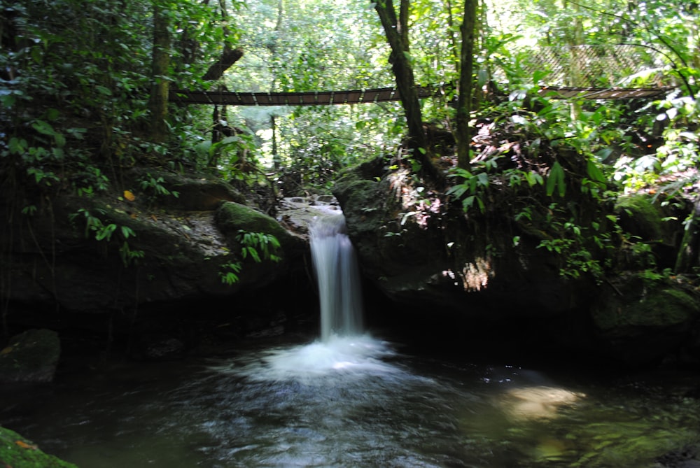 Une cascade dans une forêt